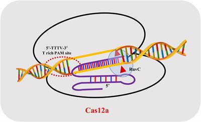 CRISPR-Cas12a (Cpf1): A Versatile Tool in the Plant Genome Editing Tool Box for Agricultural Advancement